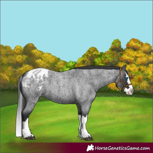 Horse Color:Blue Roan Splash Appaloosa 