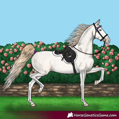 Horse Color:Buckskin Roan Pearl  and Buckskin Roan Pearl Splash 