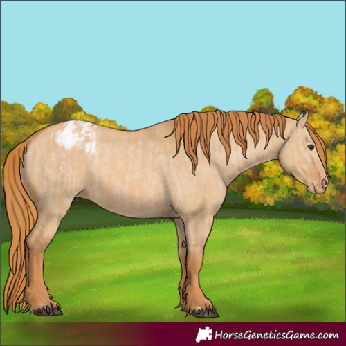 Horse Color:Red Dun Appaloosa  and Red Dun Appaloosa 