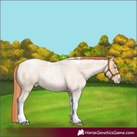 Horse Color:Sable Champagne Roan Pearl Splash Tobiano Rabicano