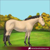 Horse Color:Buckskin 