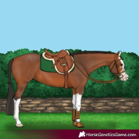 Horse Color:Bay Splash 