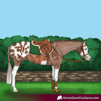 Horse Color:Chestnut Splash Appaloosa 