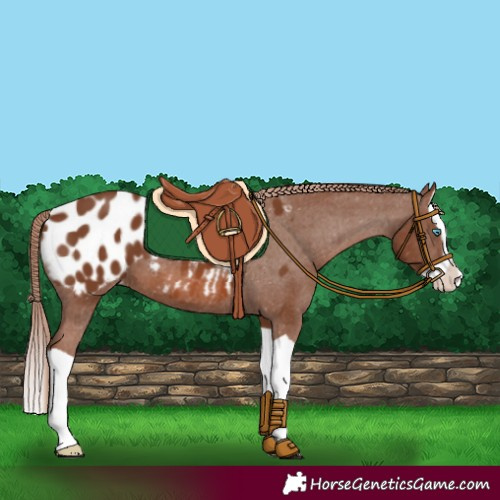 Horse Color:Chestnut Splash Appaloosa 