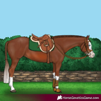 Horse Color:Chestnut Splash 