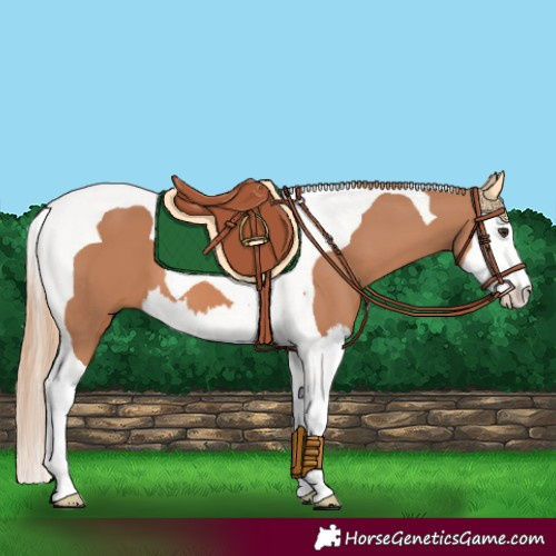 Horse Color:Chestnut Splash Tobiano 