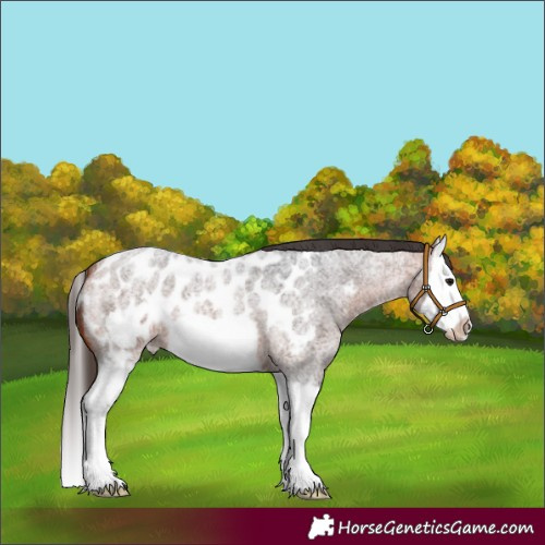 Horse Color:Bay Roan Splash Frame Appaloosa 