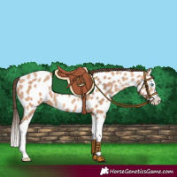 Horse Color:Amber Champagne Splash Near Leopard 