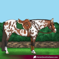Horse Color:Bay Appaloosa 