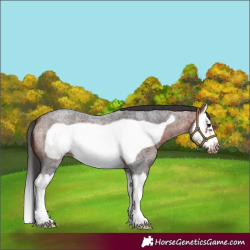 Horse Color:Bay Roan Splash Frame Appaloosa 