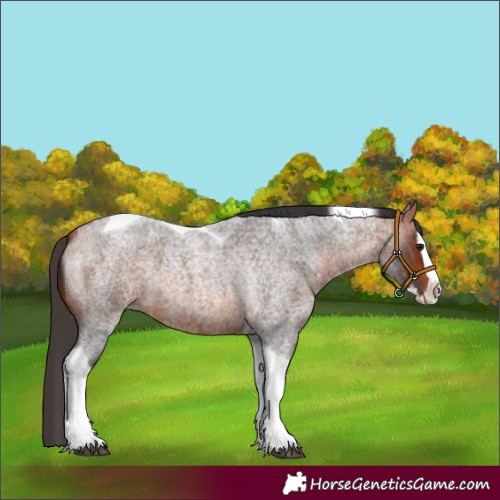 Horse Color:Bay Roan Splash Tobiano 