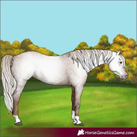 Horse Color:Gray Silver Black Pearl Tobiano 