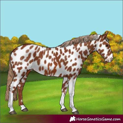 Horse Color:Chestnut Tobiano Appaloosa