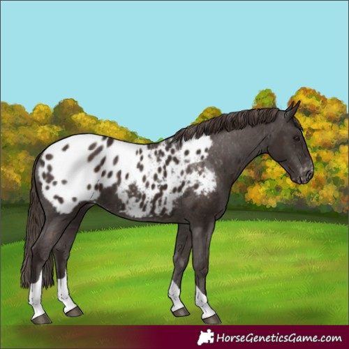 Horse Color:Liver Chestnut Tobiano Appaloosa 