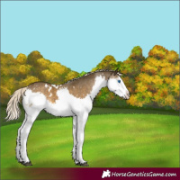 Horse Color:White Spotted Chocolate Palomino Mushroom Splash Appaloosa