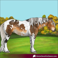 Horse Color:Gray White Spotted Silver Buckskin Mushroom Tobiano Rabicano