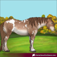 Horse Color:White Spotted Brown Pearl 