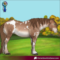 Horse Color:White Spotted Brown Pearl