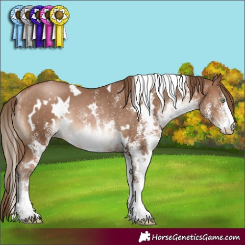 Horse Color:White Spotted Brown Pearl Rabicano 