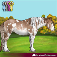 Horse Color:White Spotted Brown Pearl Rabicano
