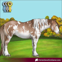 Horse Color:White Spotted Brown Pearl Rabicano 
