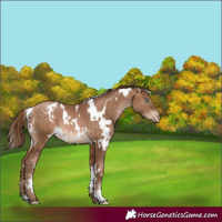 Horse Color:White Spotted Brown Pearl 