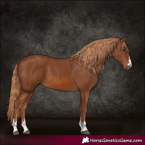Horse Color:Chestnut 