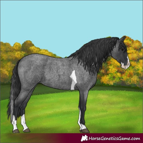 Horse Color:Blue Roan Splash Tobiano 