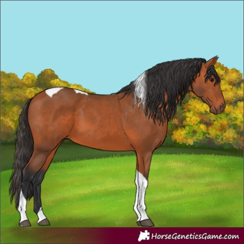 Horse Color:Bay Tobiano
