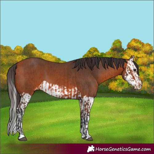 Horse Color:Bay Varnish  and Bay Splash Varnish 