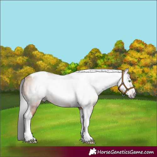 Horse Color:Gray Amber Champagne Tobiano Rabicano 