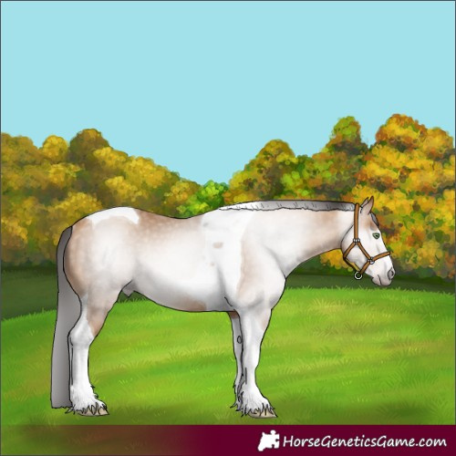 Horse Color:Gray Amber Champagne Tobiano Rabicano 