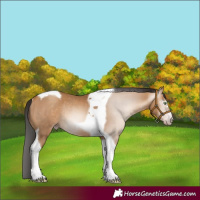 Horse Color:Gray Amber Champagne Tobiano Rabicano 