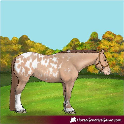 Horse Color:Amber Champagne Tobiano Appaloosa Rabicano 