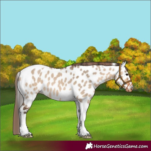 Horse Color:Bay Dun Tobiano Leopard Rabicano 