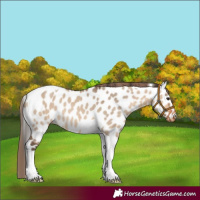 Horse Color:Bay Dun Tobiano Leopard Rabicano