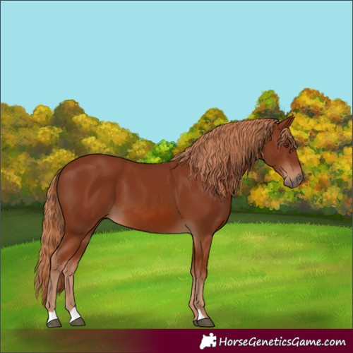 Horse Color:Unknown 