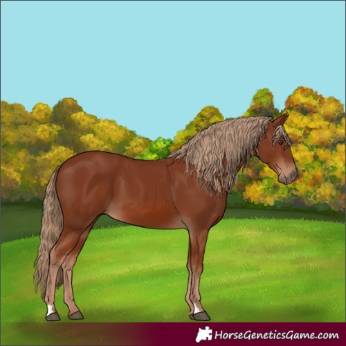 Horse Color:Unknown 