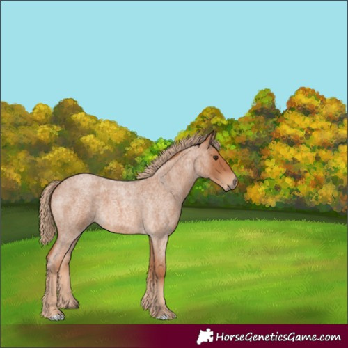 Horse Color:Unknown 