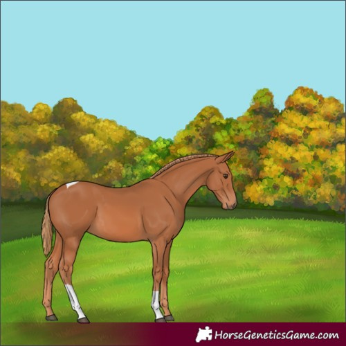 Horse Color:Chestnut Tobiano