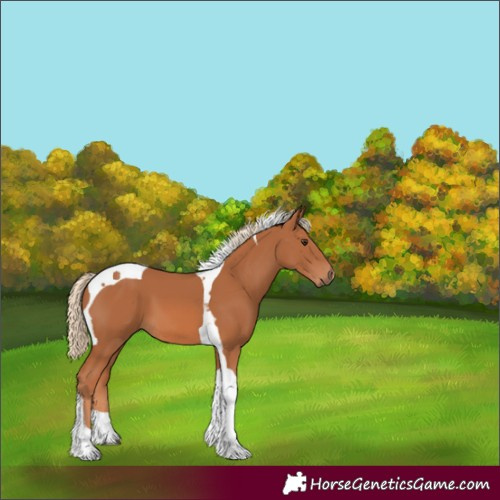 Horse Color:Chestnut Tobiano