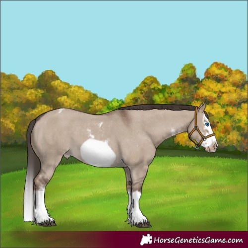 Horse Color:Liver Red Dun Sabino Splash Frame Appaloosa 