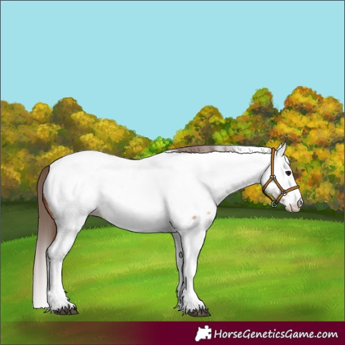 Horse Color:White Spotted Bay Dun Splash Frame Appaloosa 