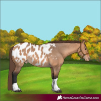Horse Color:Bay Dun Tobiano Appaloosa Rabicano
