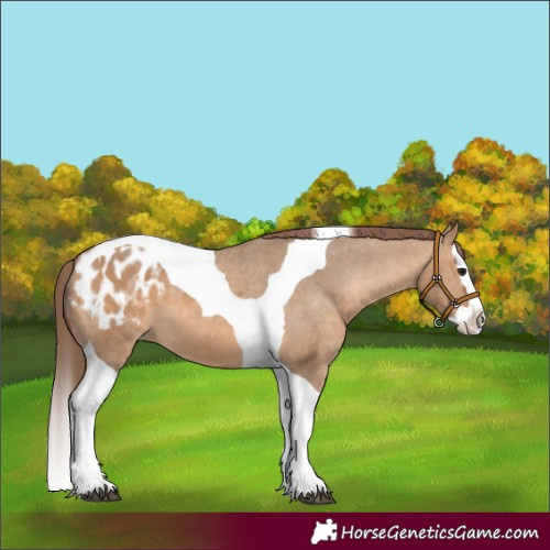 Horse Color:Bay Dun Splash Tobiano Appaloosa 