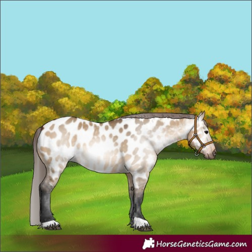 Horse Color:Gray Bay Dun Appaloosa 