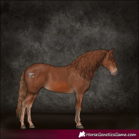 Horse Color:Chestnut 