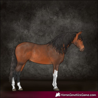 Horse Color:Bay Tobiano Rabicano 