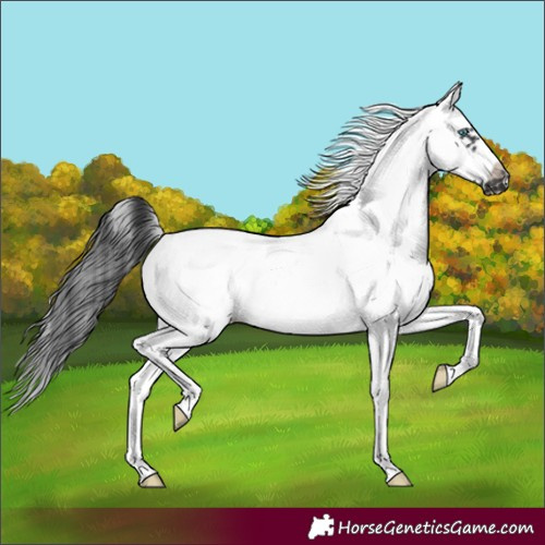 Horse Color:White Spotted Black Splash Frame 