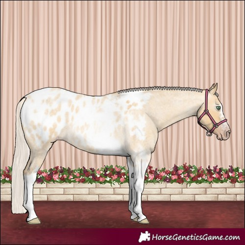 Horse Color:Gray Silver Amber Cream Champagne Roan Dun Splash Tobiano Frame Appaloosa Rabicano 